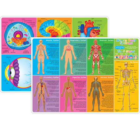 ASHLEY PRODUCTIONS Smart Poly Learning Mat, 12in. x 17in., Human Body Systems + Anatomy 95019
